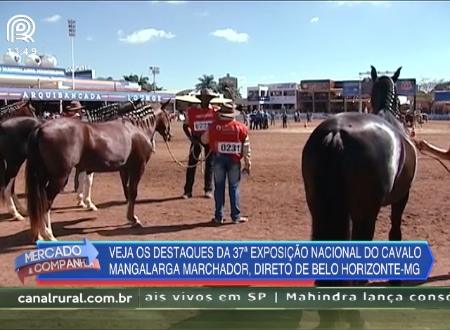 Mangalarga marchador: mais de 150 animais serão julgados nesta quinta-feira