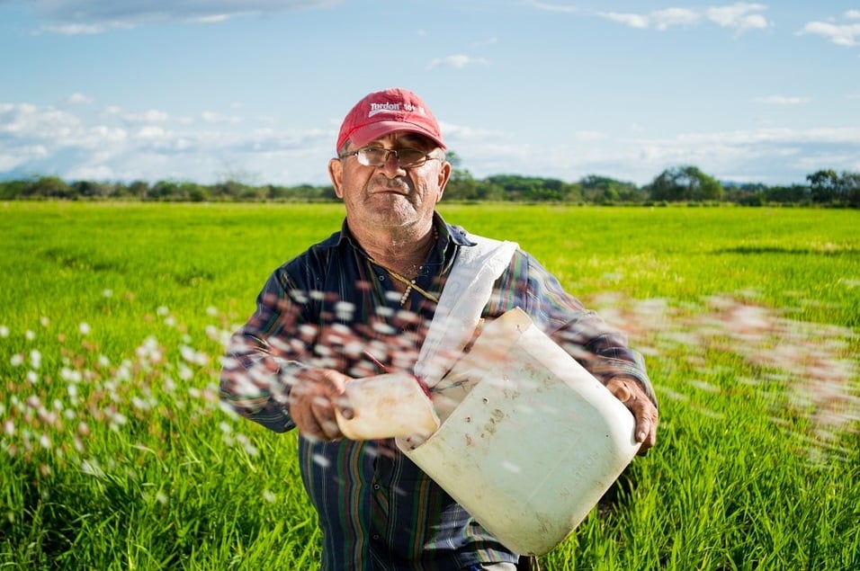 Arroz produtor