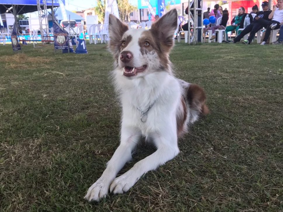 cachorro border collie