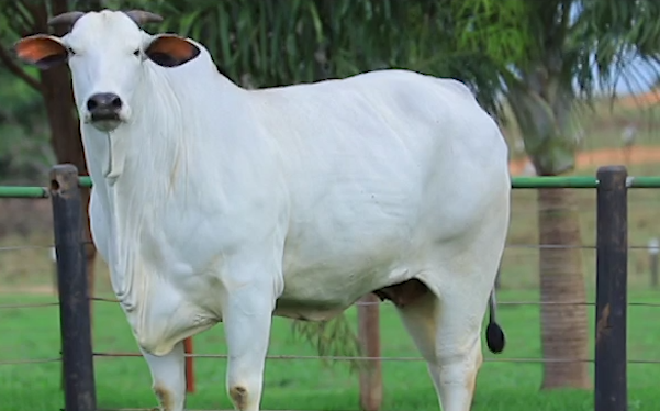 Canal do Criador e Lance Rural estreiam formato inédito de venda de gado na TV brasileira