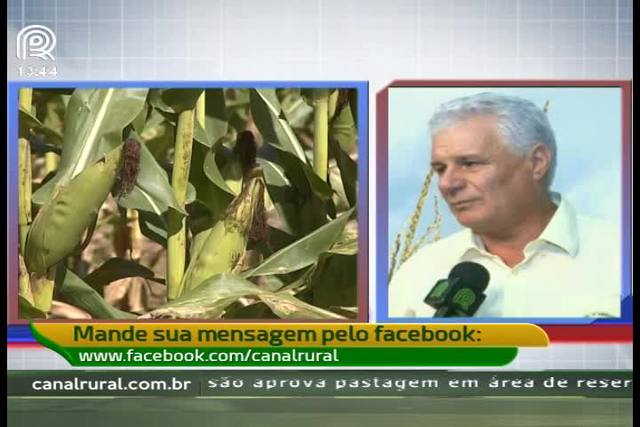 RS: Já foi colhido mais de 50% do milho plantado