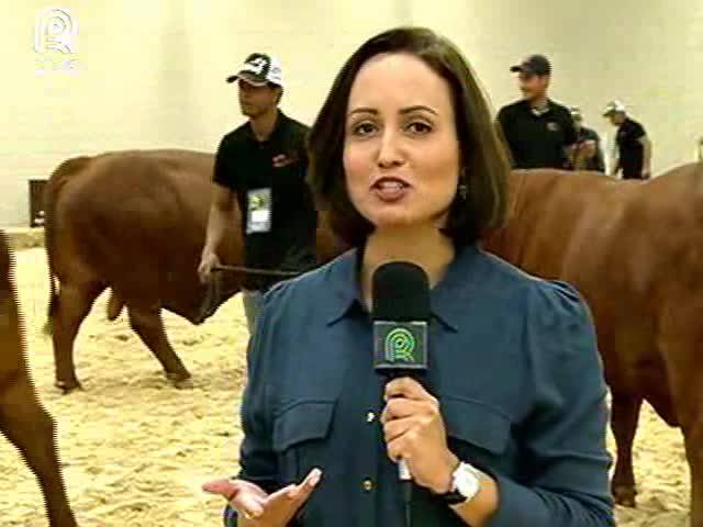 Canal Rural transmite leilão direto da BeefExpo