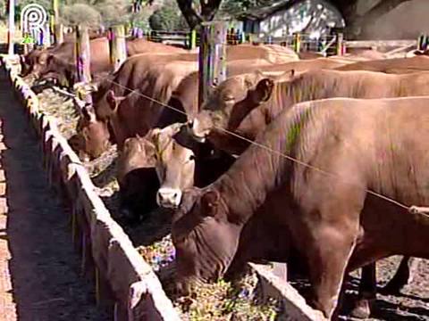 Confinamento: quais itens pesam no custo da dieta