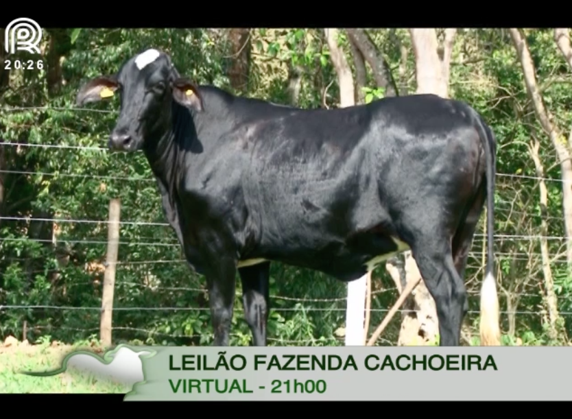 1º Leilão Virtual Fazenda Cachoeira oferta exemplares de girolando