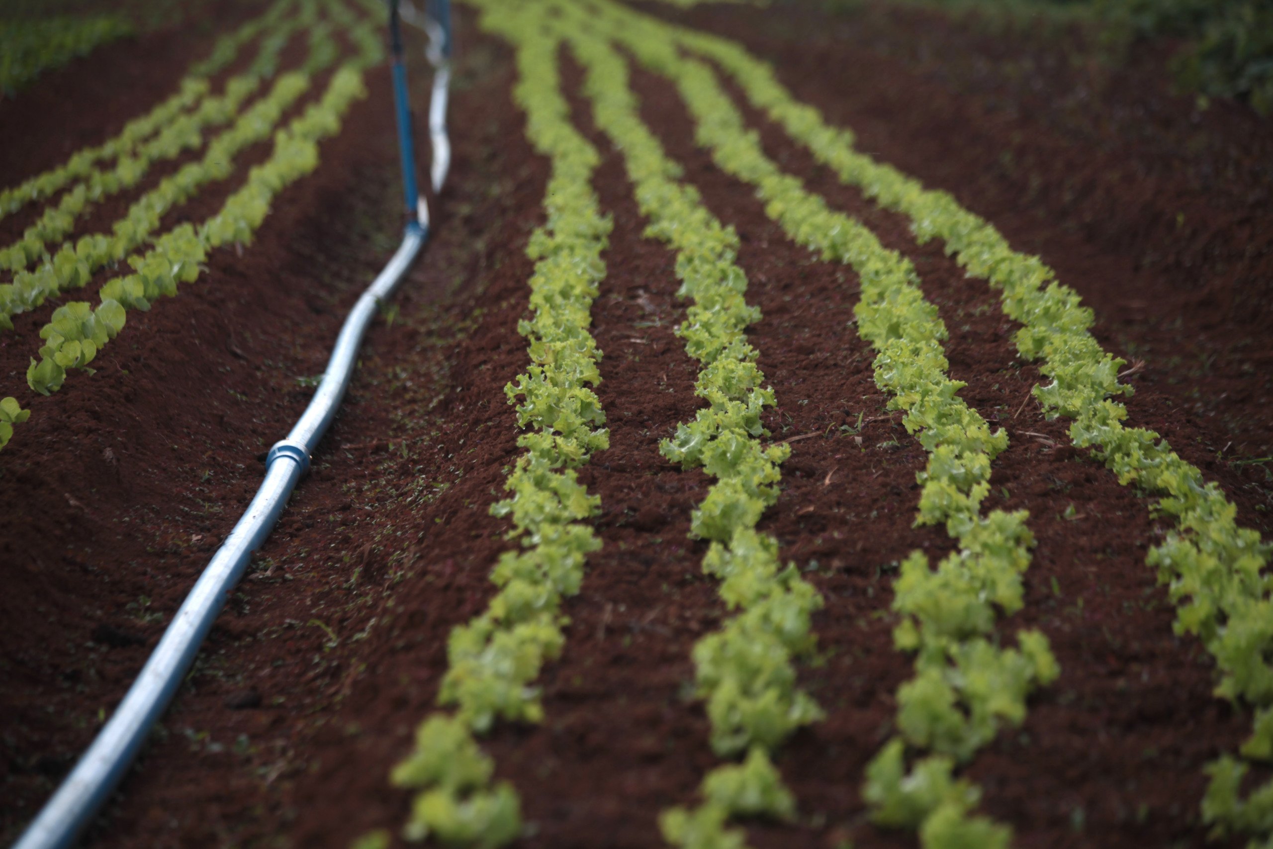 Defensivos com especificação de referência podem ser utilizados na agricultura orgânica. biológicos