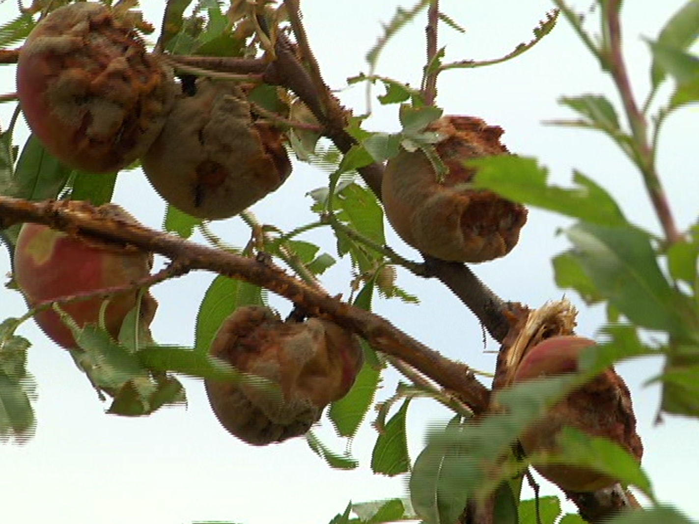 hortifrúti destruição