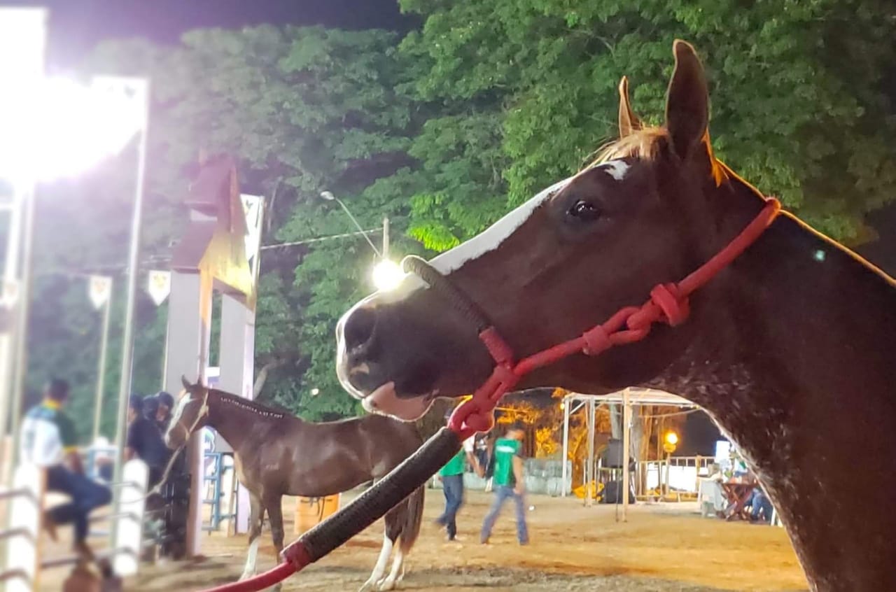 Exposição Nacional Mangalarga, cavalo