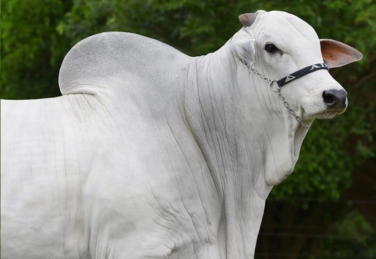 Foto: Alta Genetics/Divulgação