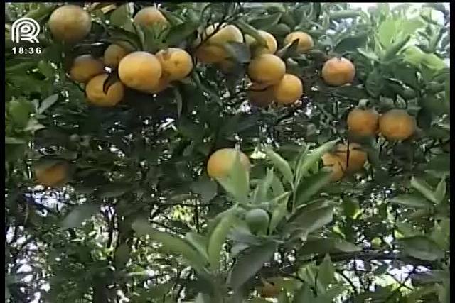 Protesto: produtores de laranja cobram indenização