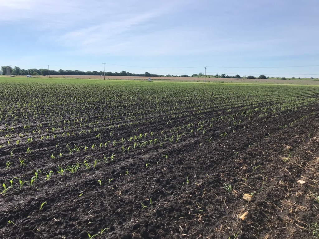 milho, safra, lavoura, EUA, Estados Unidos, plantio