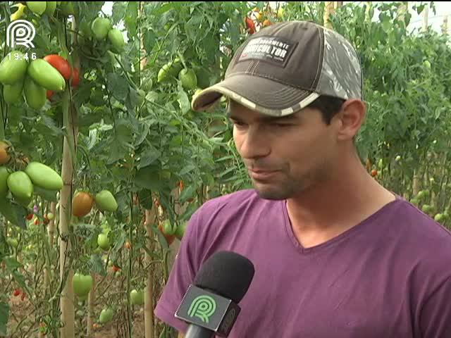 Cultivo protegido de tomate ganha espaço no RS