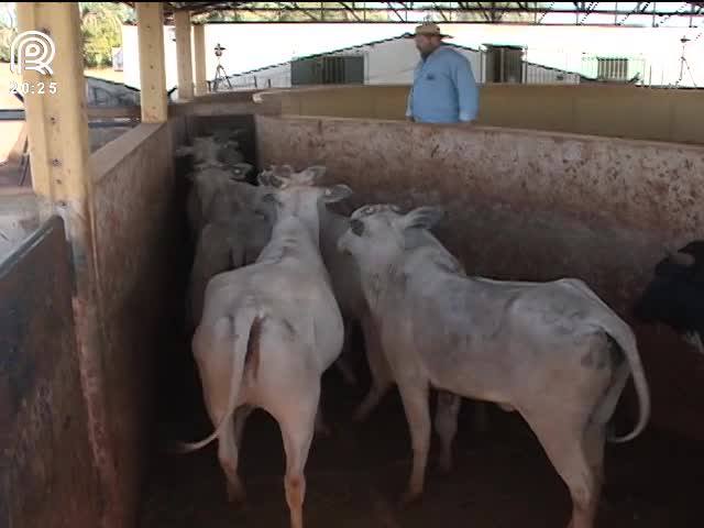 Técnica revoluciona o jeito de manejar o gado