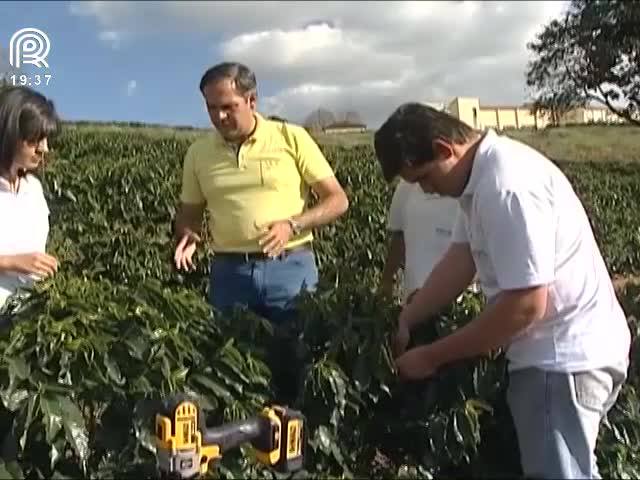 Café: pesquisadores buscam otimizar o manejo