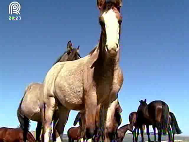 Cavalos crioulos treinam na lida das fazendas