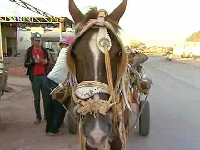 DF: mais de 700 cavalos morrem por maus tratos