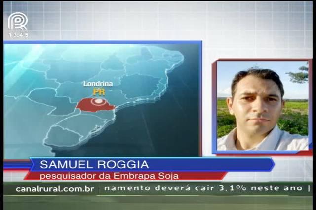Embrapa Soja dá dicas para combater pragas