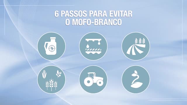 6 passos para evitar o mofo branco