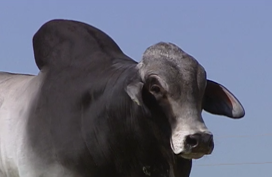 Leilão oferta sêmen das raças brahman, simental e angus