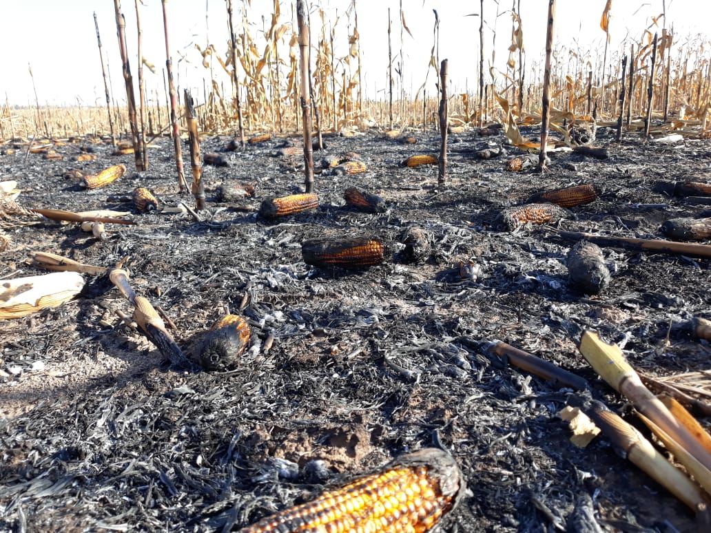 incêndios em lavoura de milho