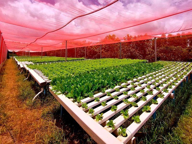 Iniciativa em SP estimula a compra de alimentos da agricultura familiar para merenda escolar