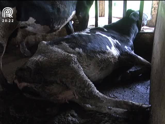 RS: chuva aumenta o risco de mastite das vacas