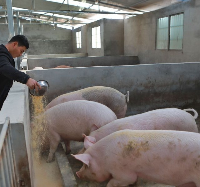 Criador chinês alimenta suínos em granja, peste suína africana