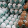 Produção de ovos