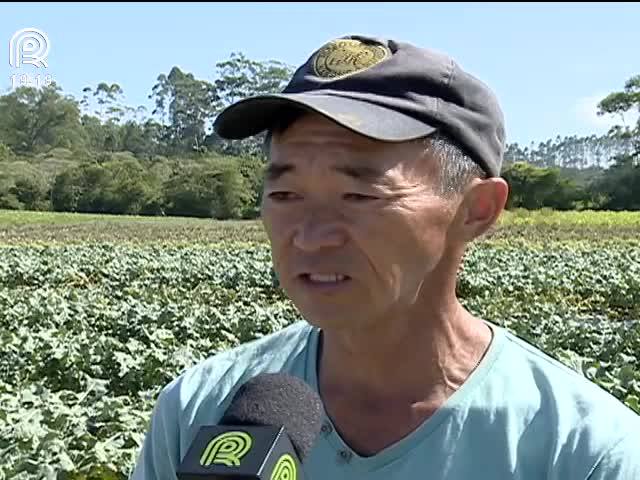 Chuva traz prejuízos para floricultores de SP