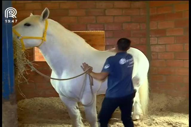 Raça de cavalo de grande porte chama atenção em SP