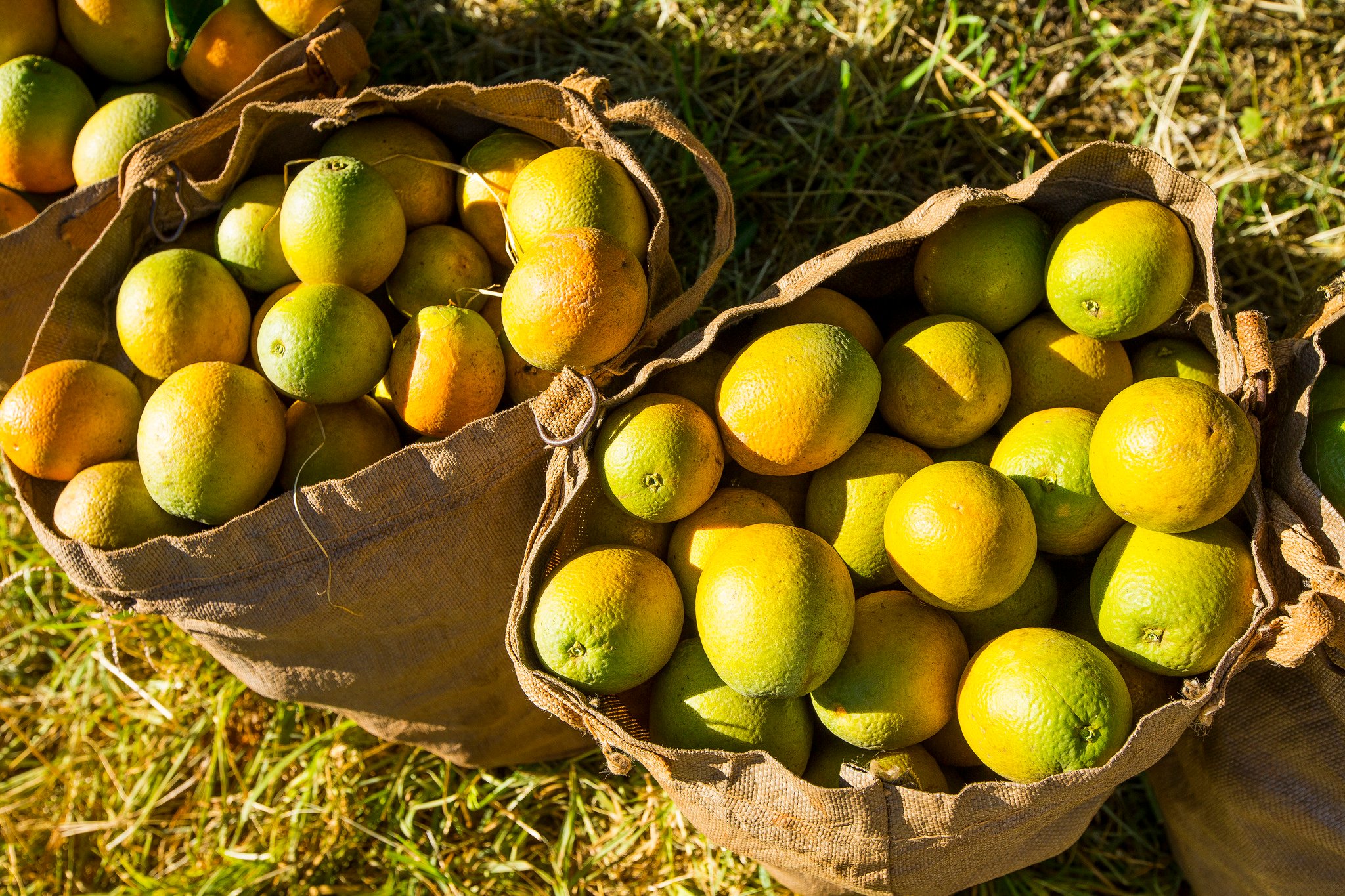 laranja, colheita de laranja, frutas