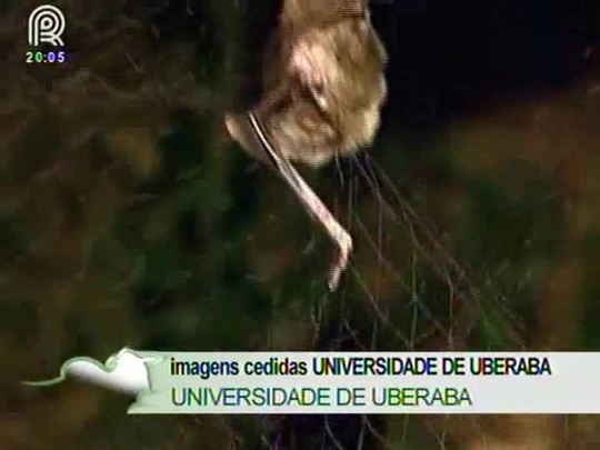 Raiva herbívora mata animal no Rio Grade do Sul