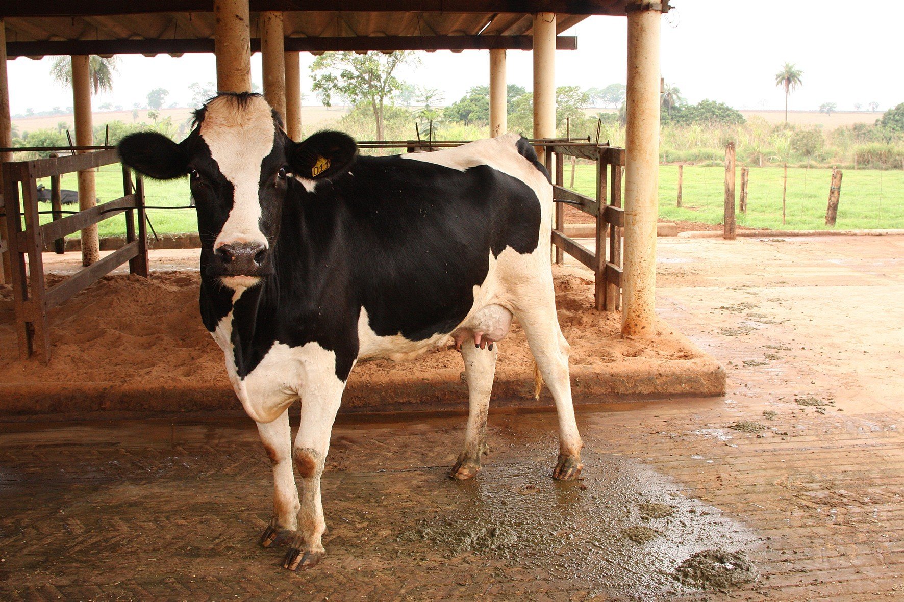 vaca, gado, pecuária, estação de monta