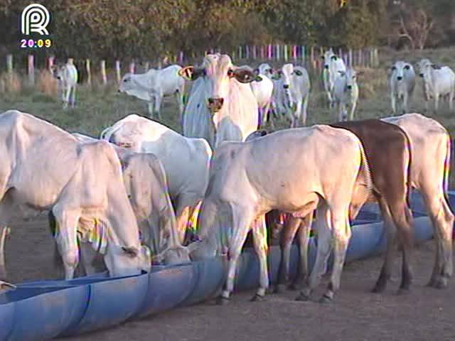 MT: pecuaristas desmamam bezerros com três meses