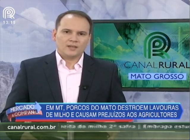 MT: porcos-do-mato destroem lavoura de milho