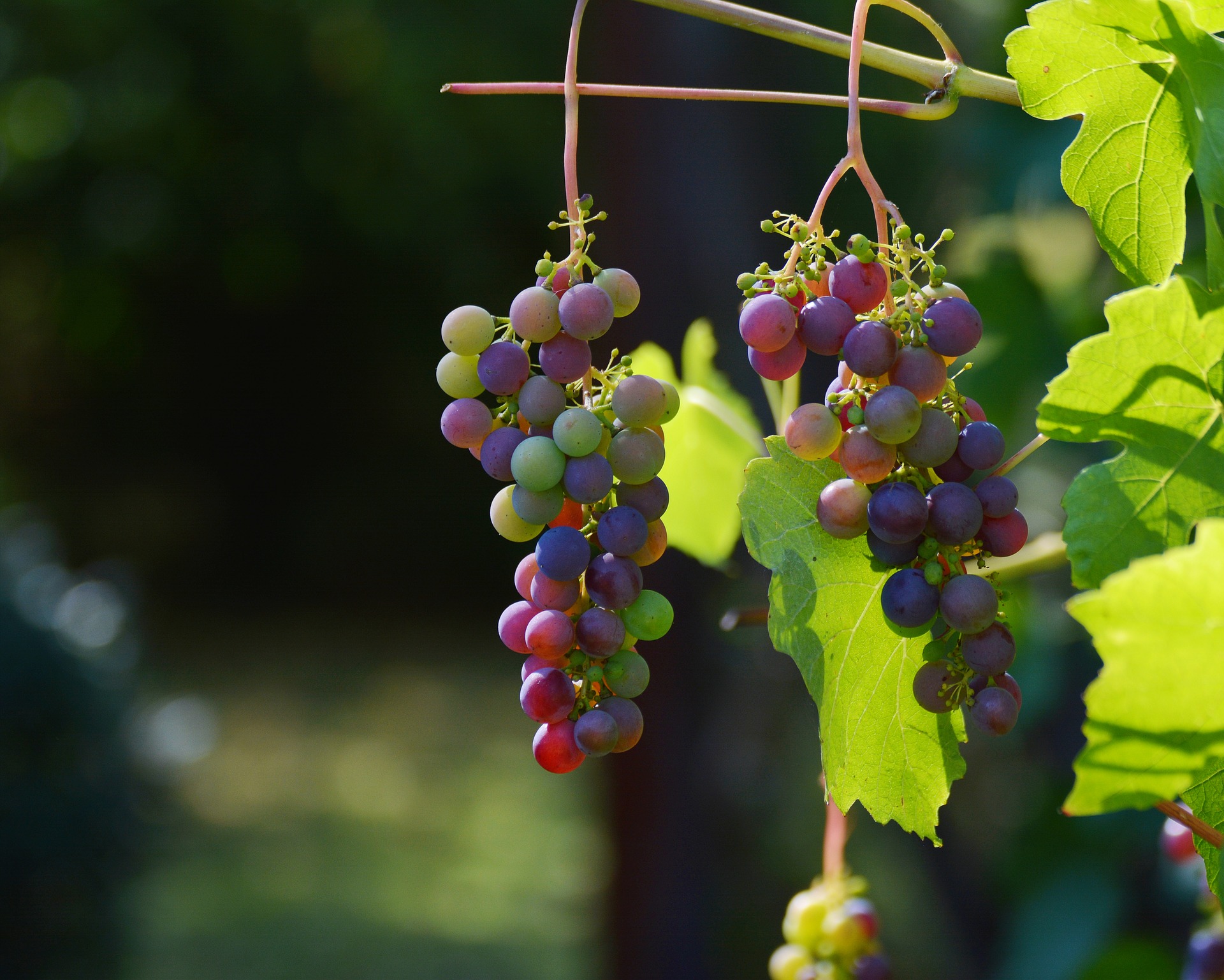 cacho de uvas