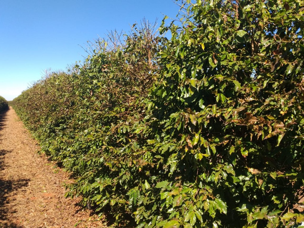 geada café