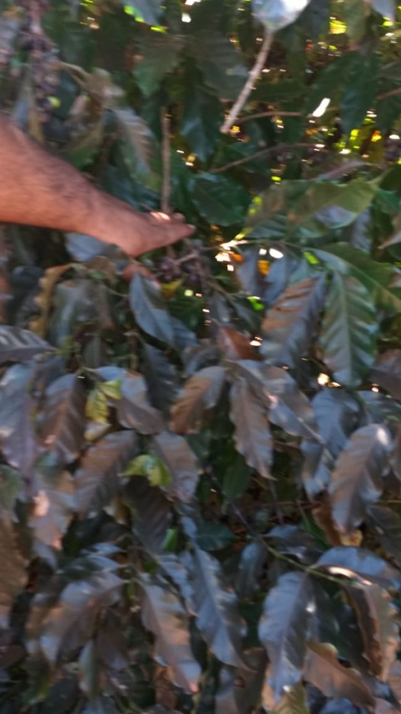 geada café