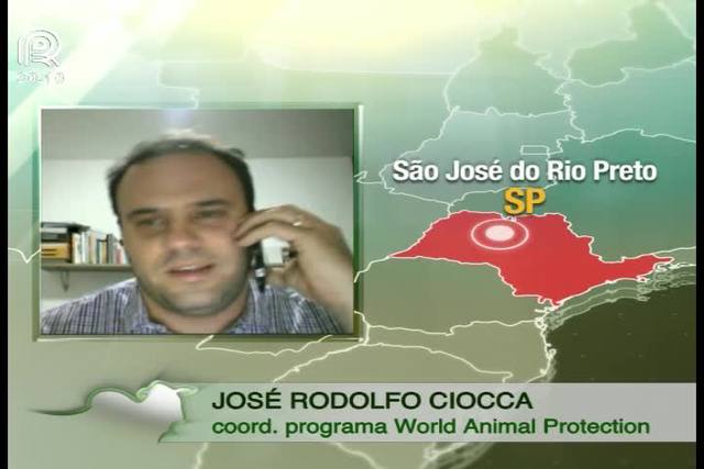 Transporte: Brasil não tem lei que proteja animais