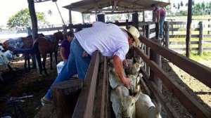 febre aftosa, vacinação - saúde animal