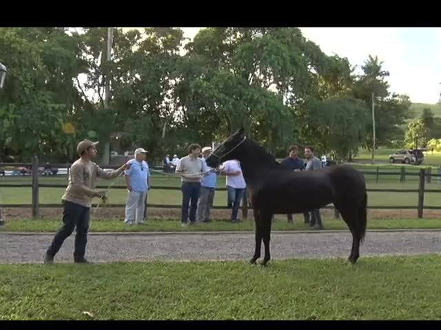 MMTV visita haras de mangalarga em Pernambuco