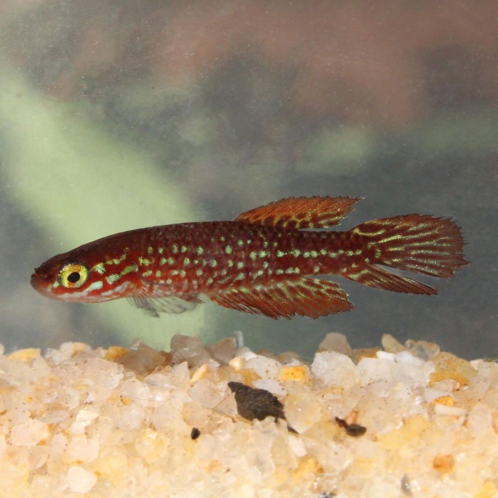 Peixe Peixe