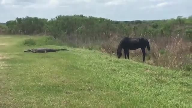 Cavalo ataca jacaré em parque dos EUA