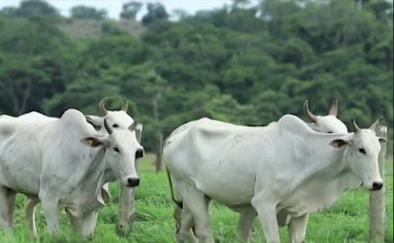 Confira como comprar animais nelore de alto valor genético