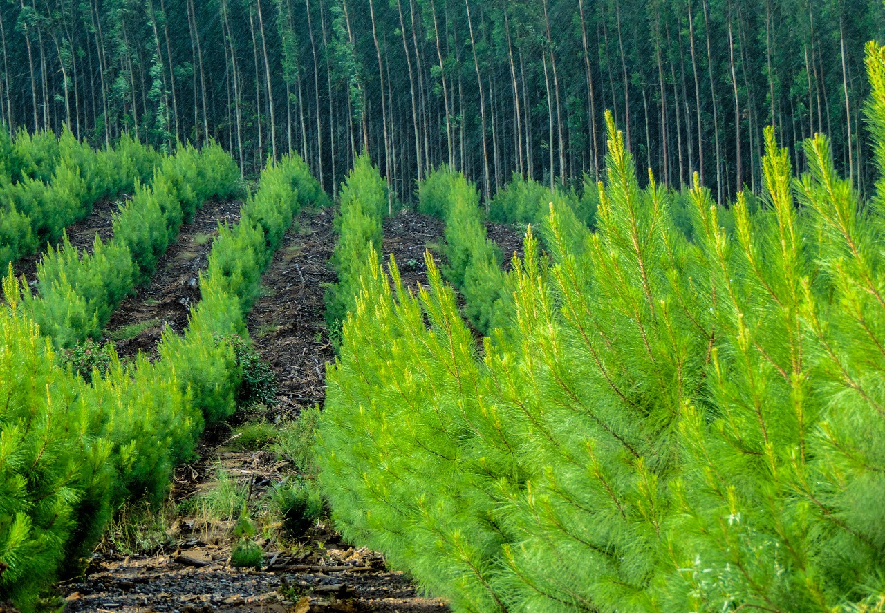 Estudo feito em Brasília revela potencial dos fungos no combate à contaminação ambiental