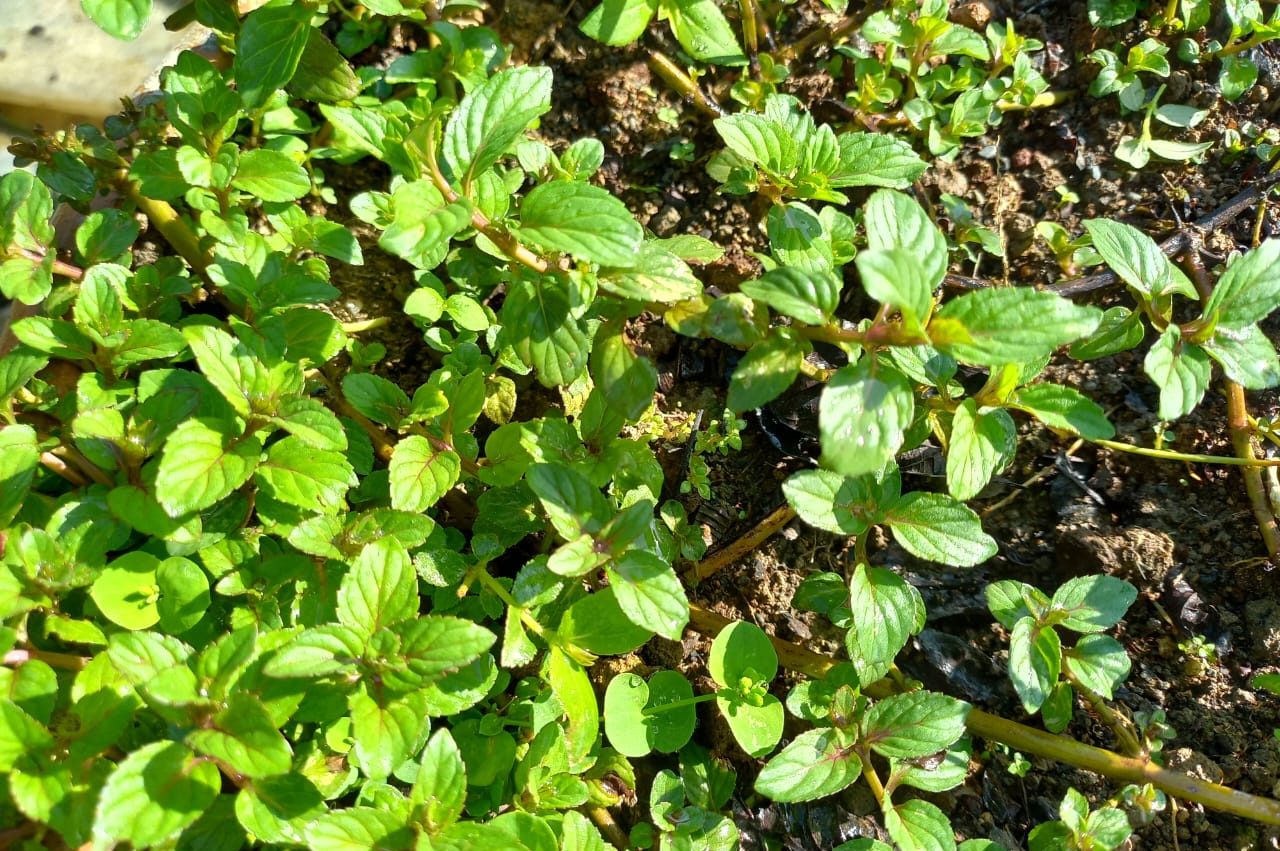 Plantas, tambaqui, óleos