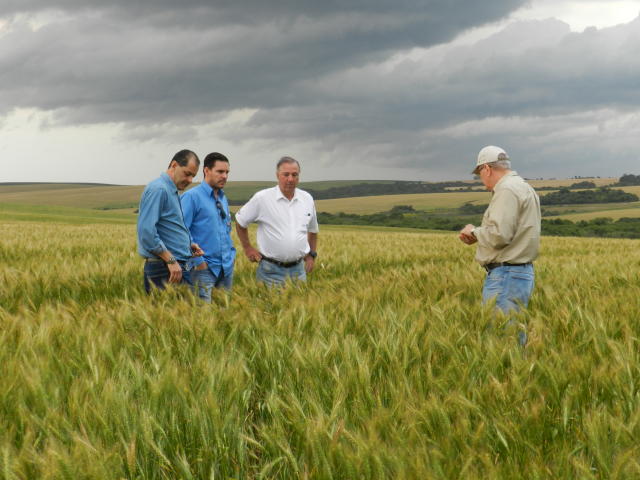 lavoura, curso, campo, engenheiro agrônomo, assistência, aula, trigo