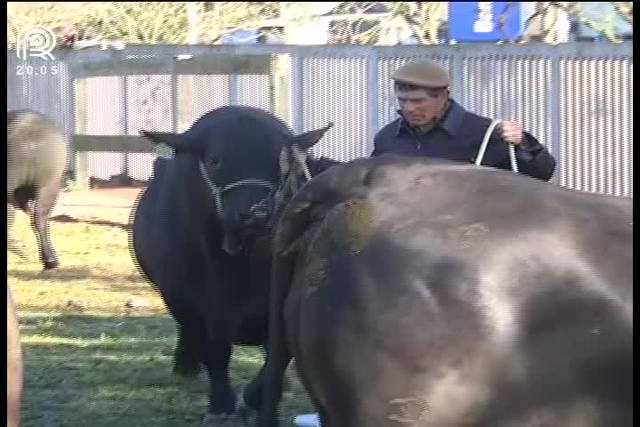 Expointer: saiba como é a inspeção dos animais