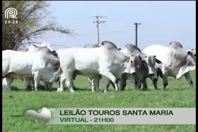 Canal Rural apresenta leilão de touro nelore de elite