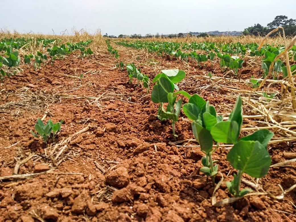 Produção de soja recua 0,9% na safra 25/26, aponta StoneX