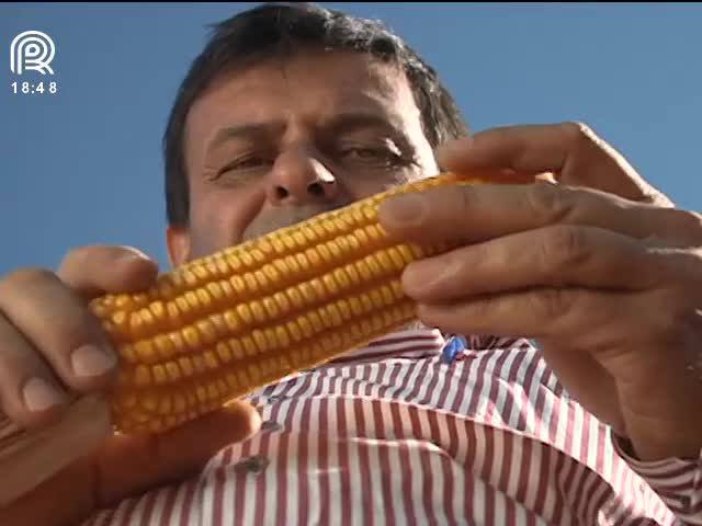 Produtor de SP critica preço do milho